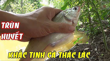 Mồi câu cá nhạy|Câu cá thác lác bằng mồi trùn huyết lên cá liền tay