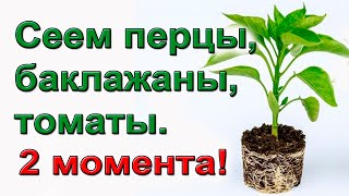 Когда начинать сеять перцы,  томаты? Два главных правила.