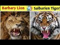 बारबरी लॉयन और साइबेरियन टाइगर की लड़ाई  ll barbary Lion vs Siberian tiger how will win ?