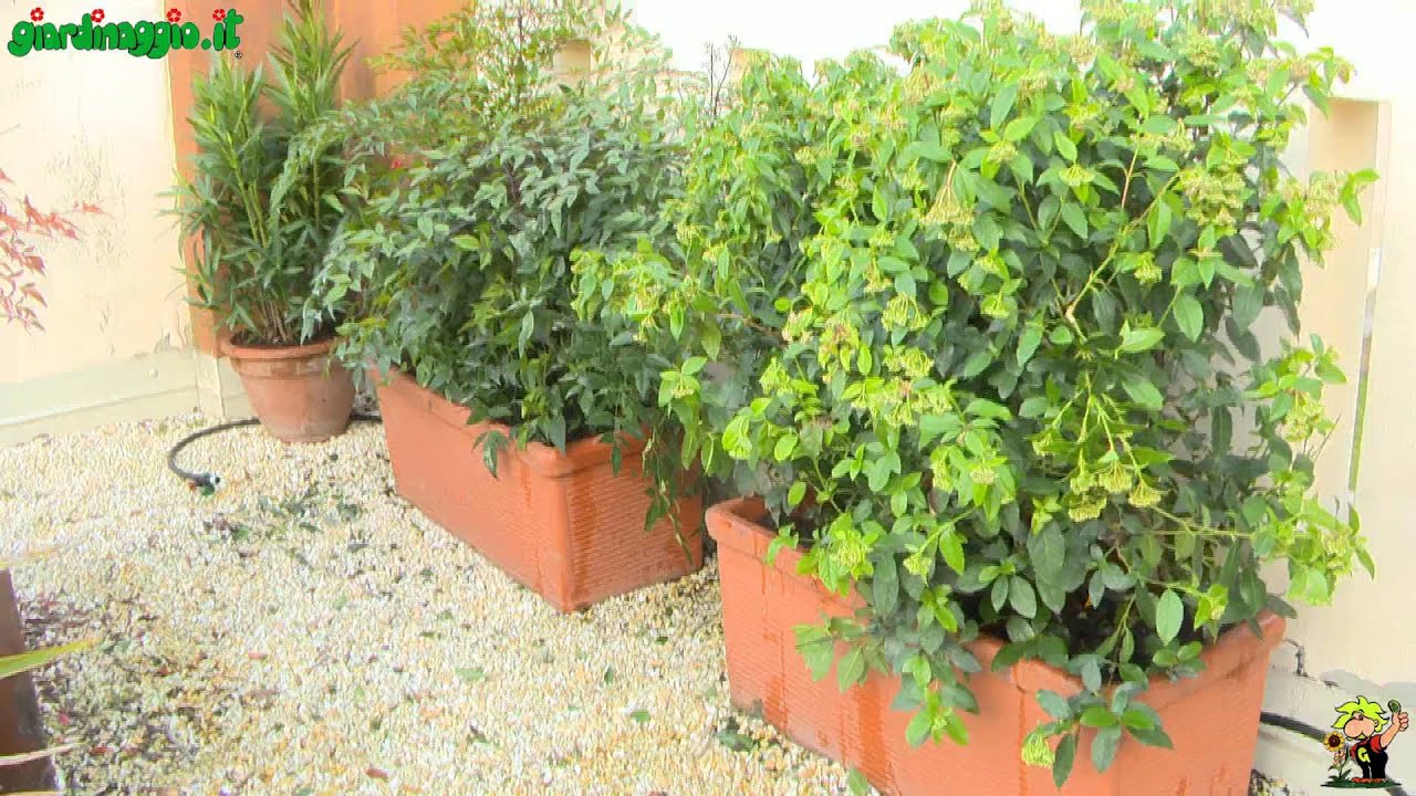 Giardino in terrazzo Decorazione Terrazzo Giardino