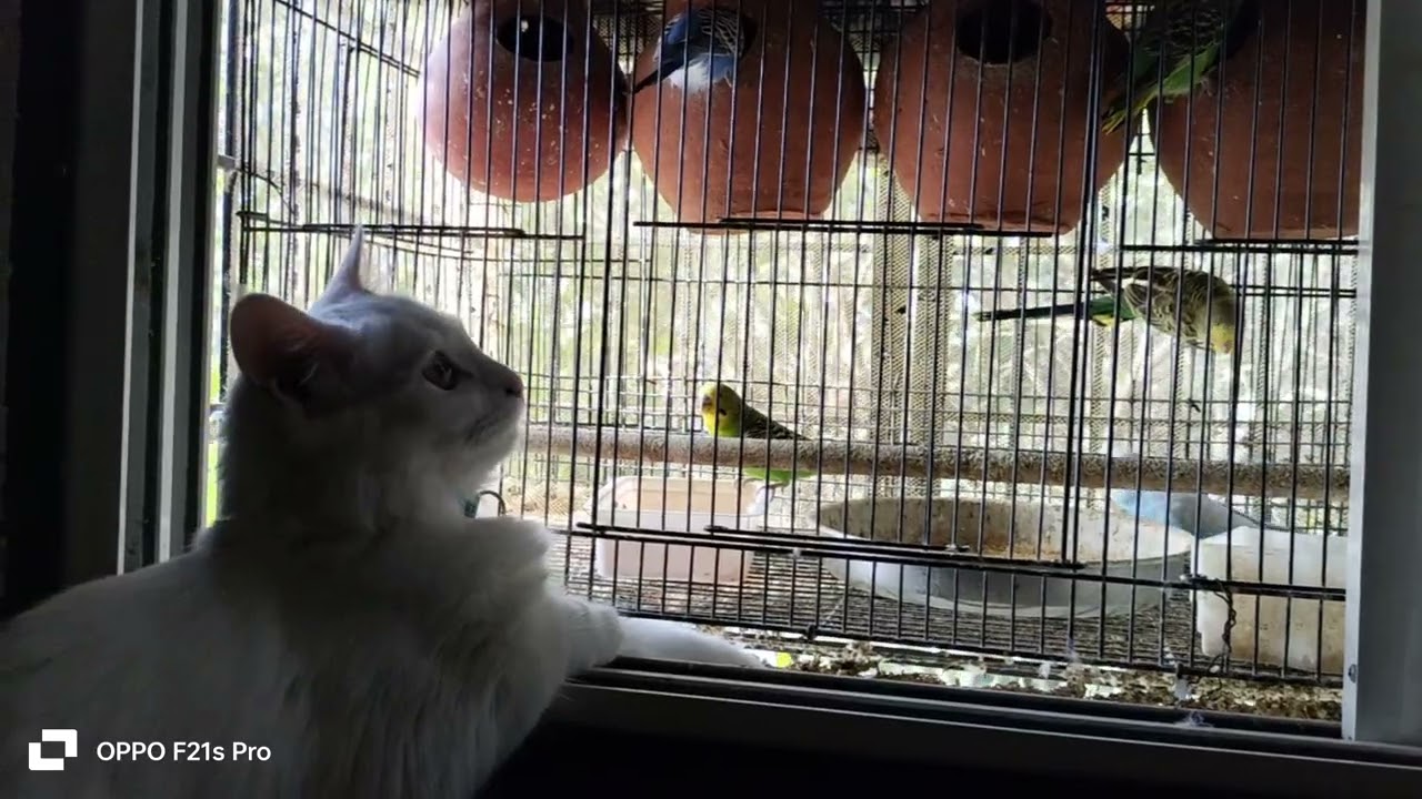 Eppo kittum  nokki ninno 😂