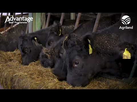 See inside the ABP demo beef farm in Co. Carlow
