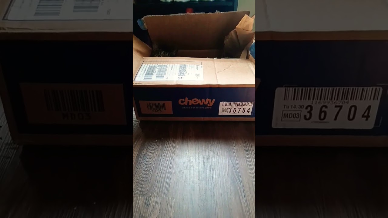 A cat who loves CHEWY! 