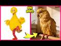 Sesame Street As Pets 🦜✨ + Optical Illusion Quiz  &amp; Their Favorite Things | Big Bird, Elmo, Bert