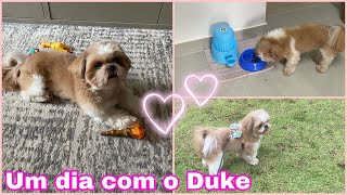 ROTINA DO DUKE 1 ANO E 9 MESES| PET SHIHTZU 🐶