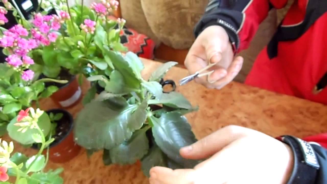 Как пересадить цветок каланхоэ