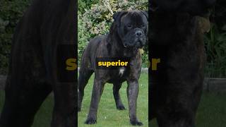 BULLMASTIFFS⭐ Elite guard dog    #dogs #shorts #dogtraining