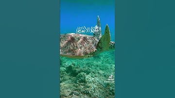 سورة الأنعام Surah Al-An'am  الأية 162-163 القرآن الكريم #راحة_نفسية #القران #الخشوع #محبي_القرأن