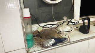 Bird Facts: The Eurasian Collared Dove | Afghanistan Eurasian