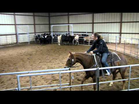 Perplexia - sorting 1 - Valley View Ranch