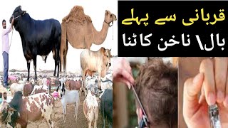 Qurbani sa Phala Baal Nakhun Katna Kaisa hai | Bakraeid sa Phala Baal Aur Nakhun Katna |