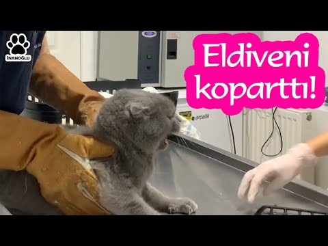 AŞI OLMAK İSTEMEYEN KEDİNİN SALDIRISI! ( CAT ATTACK! )