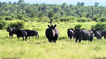 Blue wildebeest and white rhino #blendingin