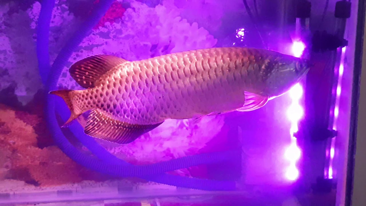 My jardini bos....!!! - YouTube