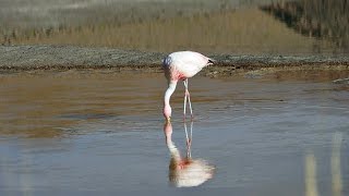 Flamingo Laguna Colorada in Bolivien 4k