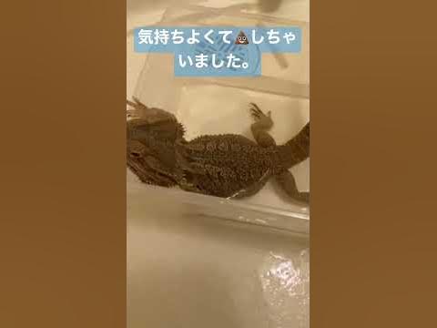 ボスはうんちした。the boss pooped. #かわいい #reptiles #フトアゴヒゲトカゲ #爬虫類 #底辺youtuber ... - Hq2