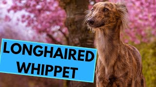 Longhaired Whippet  Silken Windsprite  Facts and Information