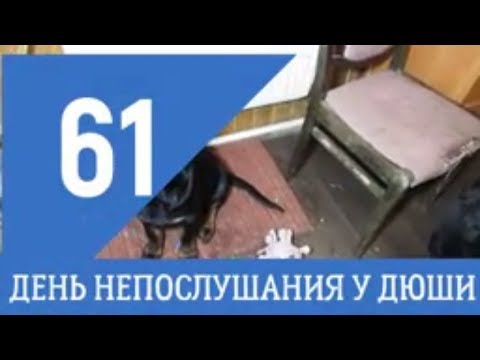 РОТВЕЙЛЕР ДЮША. 61.ПОСЛЕДНЕЕ ЕЖЕДНЕВНОЕ ВИДЕО.дрессировка и воспитание собаки