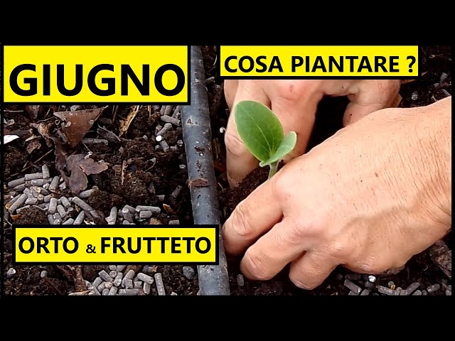 Cosa piantare nel mese di GIUGNO nell'Orto e nel Frutteto | Tutorial Agricoltura class=