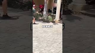 You Wont Believe Whats Hidden In These Bushes