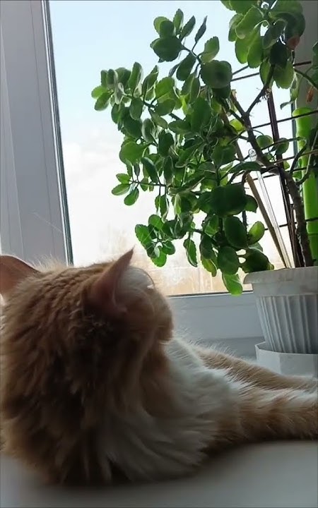 Кот философ...😼 - YouTube