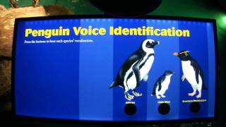 Aquário   voz pinguim