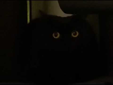 Cat meowing with triangle mouth clip