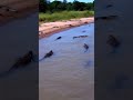 A herd of crocodiles along the river #crocodile #shorts  #testsounds