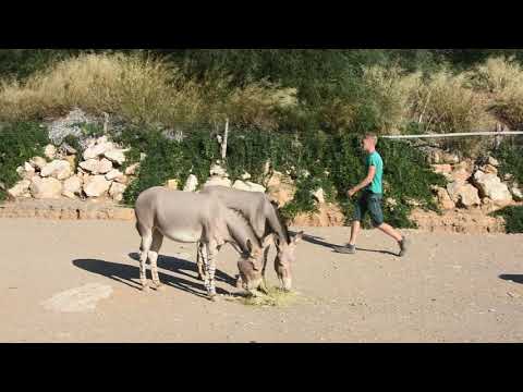 Feeding Somali wild asses