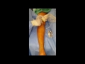 Varicose vein removal with laser  dr tim roham santa ana