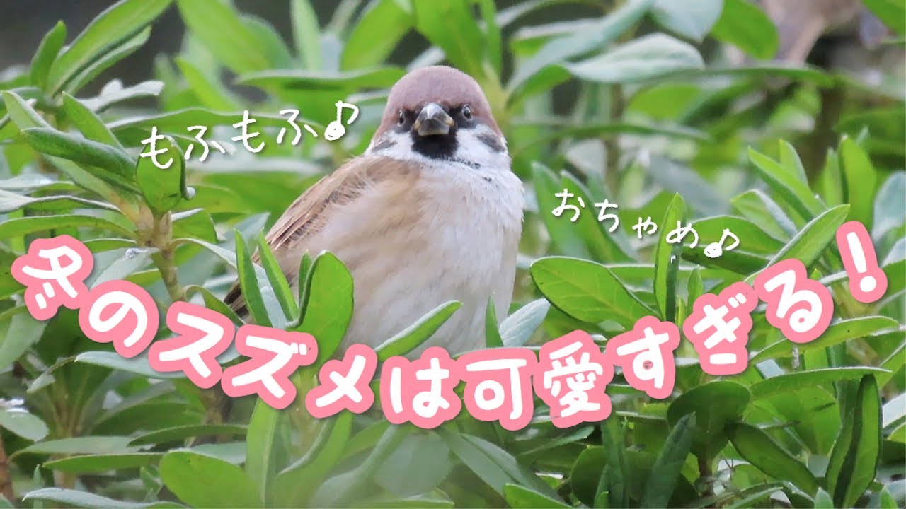 可愛い冬のスズメ大集合 モフモフふくらすずめ Sparrow Youtube