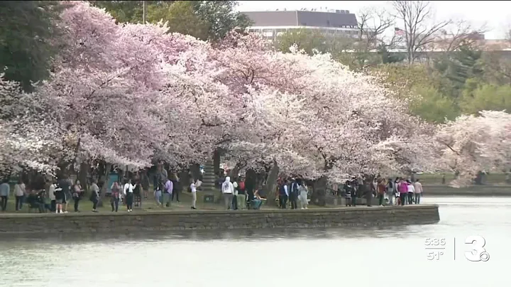 When will the cherry blossoms bloom in D.C. in 2024? - DayDayNews