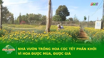 Nhà vườn trồng hoa cúc Tết phấn khởi vì hoa được mùa, được giá