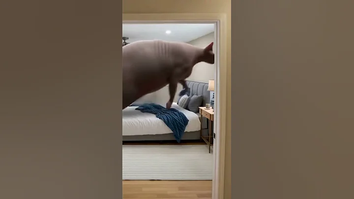 Watch the video about Giant Sphynx Cat Destroys a House?! 🐱💥 #animalgoeswild #shorts #funnyanimals