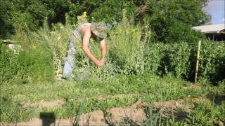 Cabbage Seed - Grow Your Own - Part 2