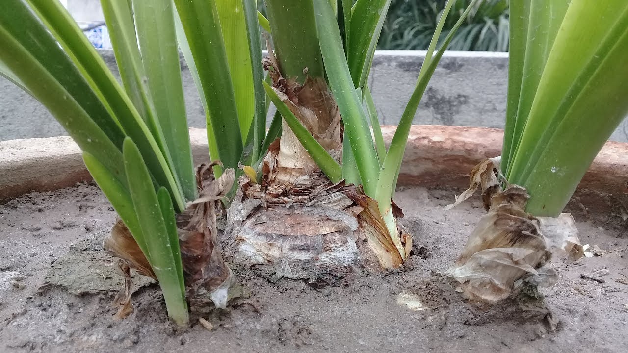 Bulbous plants After bloom care When to dig and store the bulb after bloom YouTube