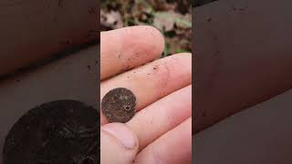 found ottoman silver coins  #коп #камрад #клад #металлоискатель #монеты #coin #silver #серебро