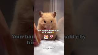 Your Birth Month as a Hamster 🐹 | Cute &amp; Funny #shorts #viralshorts #birthmonth