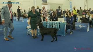 Flat Coated Retriever, WDS 2024, Bitches by Dog Show Video 75 views 2 days ago 20 minutes