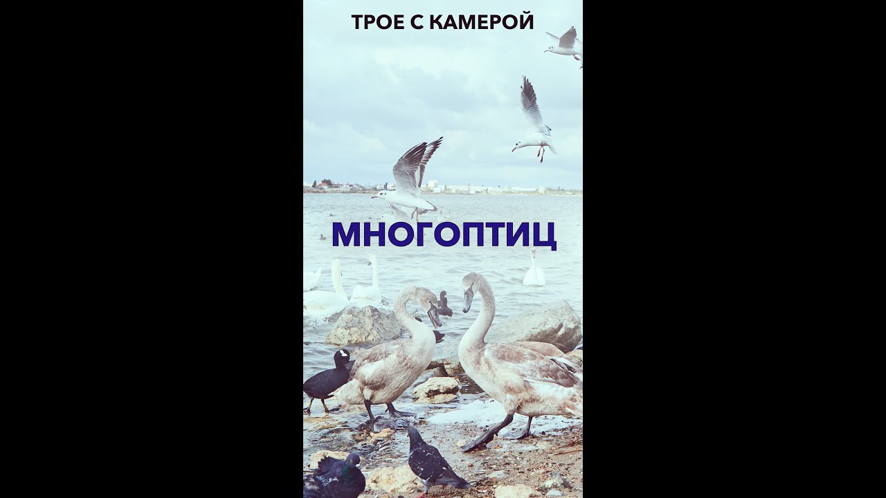 Так много птиц на одном берегу лимана. Сколько птах насчитаете? 