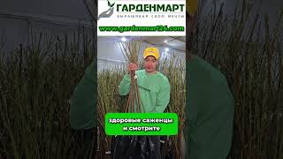 Весна! Пора сажать сады