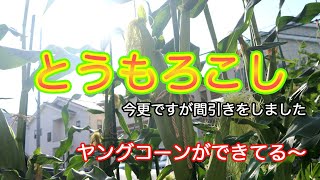 【家庭菜園】Vlog 今更ですがとうもろこしの間引きをしました。収穫の様子です。ヤングコーンができていました! 【家庭菜園】Vlog 今更ですがとうもろこしの間引きをしました。収穫の様子です。ヤングコーンができていました!