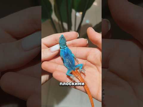 Раздавили ящериц!!! 😢😭😭😭 Что с ними случилось? #ящерица #поезд #шок #треш