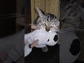 おやすみなさい✨また朝ね❤キンジロウ家族一同心より🙇ありがとうございます😊 #cat #元気になる動画 #ネコ #元気お届け #好きな子猫 #保護猫 #cute #猫のいる暮らし