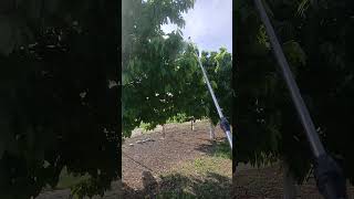 Опрыскивание деревьев средством от вредителей.