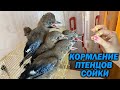 КОРМЛЕНИЕ ПТЕНЦОВ СОЙКИ 😍🥰