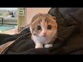 主がなでなでしようとしても断固拒否の子猫・・・（泣）