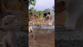 A beautiful moment #2522 - #shorts