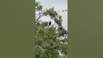 Thumbnail of Black bird song😱#beautiful #birds #omg #trending #wow #black #bird #song #cute #sound #yt #shorts