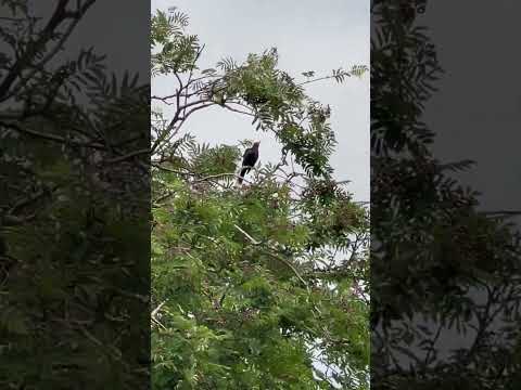 Black Bird Songbeautiful Birds Omg Trending Wow Black Bird Song Cute Sound Yt Shorts Black Bird Songbeautiful Birds Omg Trending Wow Black Bird Song Cute Sound Yt Shorts